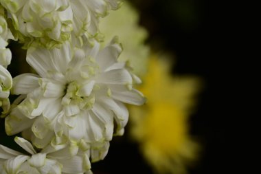 Bir buket güzel kasımpatı çiçeği, yakın plan.