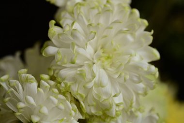 Bir buket güzel kasımpatı çiçeği, yakın plan.