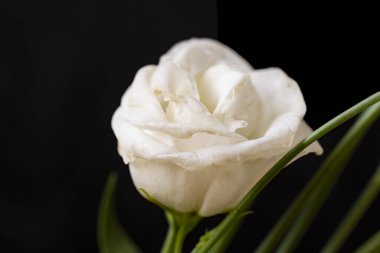 Siyah arkaplanı olan beyaz bir çiçeğe yaklaş