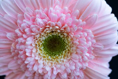 Güzel Gerbera çiçekleri süzülür