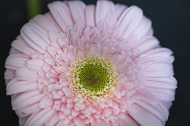 Güzel Gerbera çiçekleri süzülür