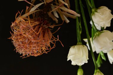 güzel çiçekler, yakın çekim