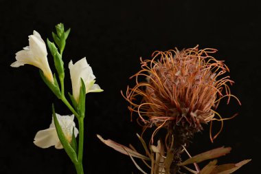 Koyu arkaplanda güzel çiçekler, yaz konsepti, yakın manzara