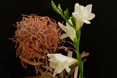 güzel çiçekler, yakın çekim