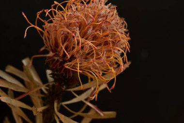 Çiçek, güzel botanik çekimi, doğal duvar kağıdı.