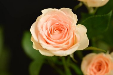 Pembe parlak güller, çiçekler. Stüdyo çekimi