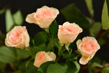 Pembe parlak güller, çiçekler. Stüdyo çekimi