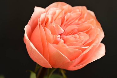 Parlak bir gül çiçeğinin yakın çekimi 