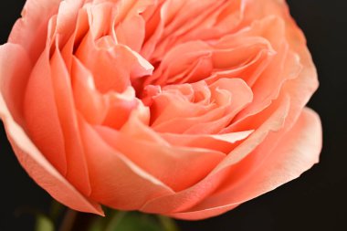 Parlak bir gül çiçeğinin yakın çekimi 