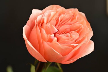 Parlak bir gül çiçeğinin yakın çekimi 