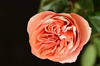 Parlak bir gül çiçeğinin yakın çekimi 