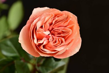 Bahçedeki pembe gül