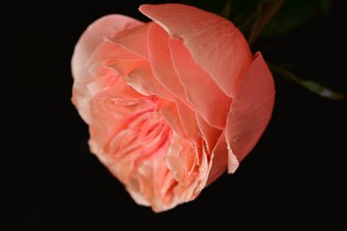 Parlak bir gül çiçeğinin yakın çekimi 