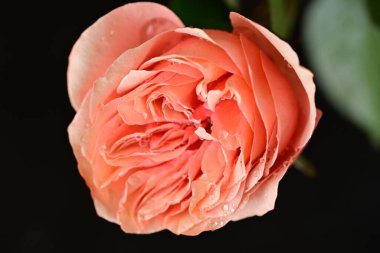 Parlak bir gül çiçeğinin yakın çekimi 