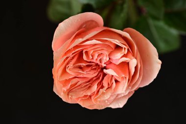 Parlak bir gül çiçeğinin yakın çekimi 