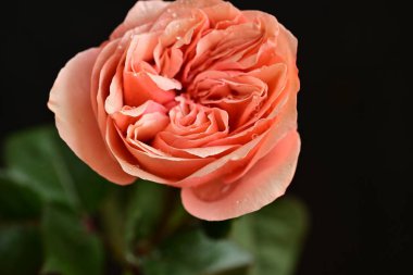 Parlak bir gül çiçeğinin yakın çekimi 