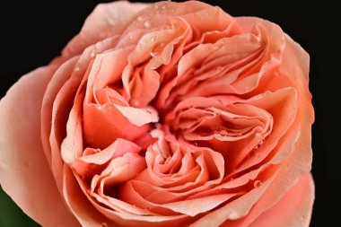 Parlak bir gül çiçeğinin yakın çekimi 