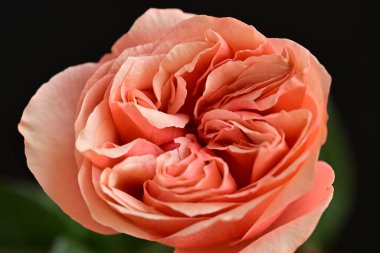 Parlak bir gül çiçeğinin yakın çekimi 