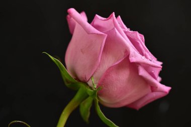 Parlak bir gül çiçeğinin yakın çekimi 