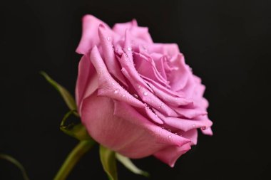 Parlak bir gül çiçeğinin yakın çekimi 