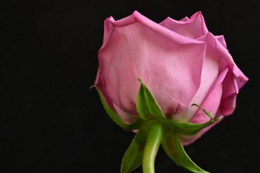 Parlak bir gül çiçeğinin yakın çekimi 