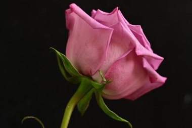 Parlak bir gül çiçeğinin yakın çekimi 