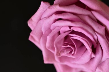 Parlak bir gül çiçeğinin yakın çekimi 