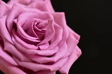 Parlak bir gül çiçeğinin yakın çekimi 