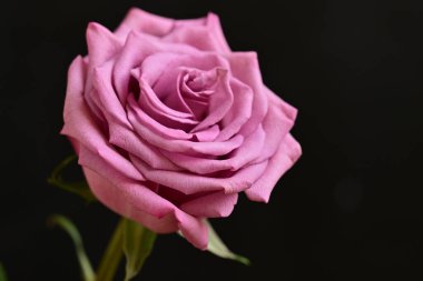 Parlak bir gül çiçeğinin yakın çekimi 