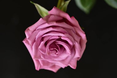 Parlak bir gül çiçeğinin yakın çekimi 