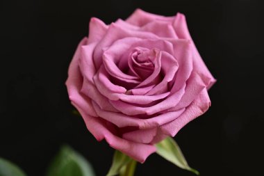 Parlak bir gül çiçeğinin yakın çekimi 