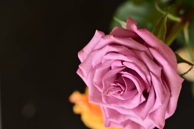 Parlak bir gül çiçeğinin yakın çekimi 