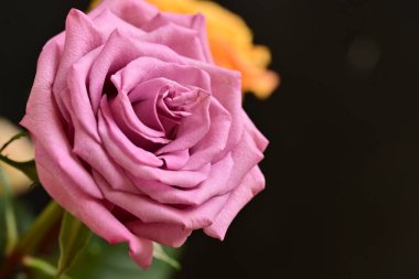 Parlak bir gül çiçeğinin yakın çekimi 