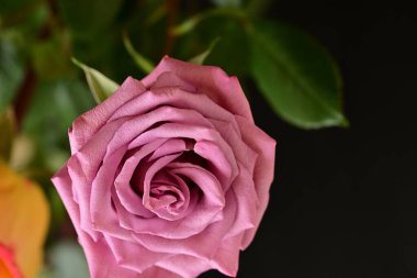 Parlak bir gül çiçeğinin yakın çekimi 