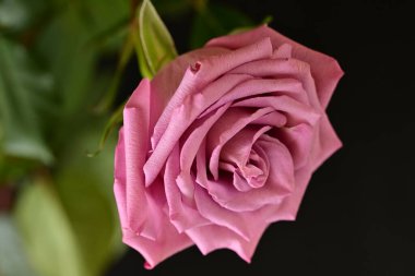 Parlak bir gül çiçeğinin yakın çekimi 