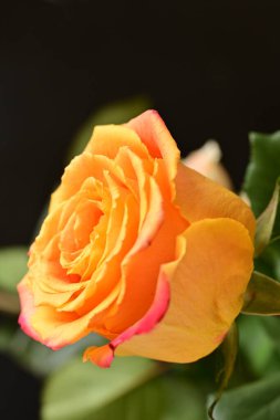 Parlak bir gül çiçeğinin yakın çekimi 