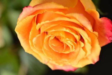 Parlak bir gül çiçeğinin yakın çekimi 