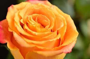 Parlak bir gül çiçeğinin yakın çekimi 