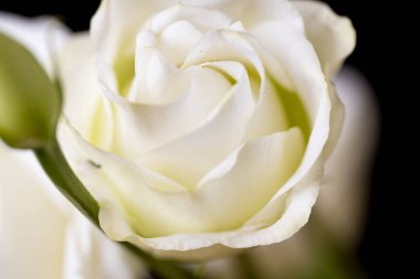 Parlak bir gül çiçeğinin yakın çekimi 