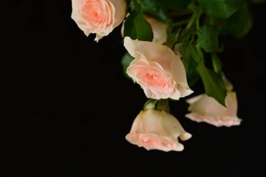 Siyah arkaplanlı pembe güller