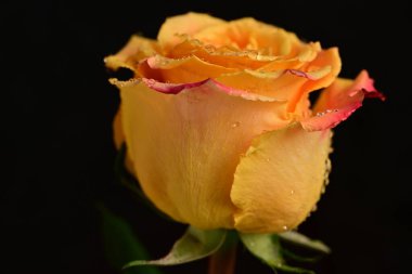 Bir gül çiçeğinin yakın çekimi 