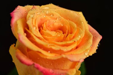 Bir gül çiçeğinin yakın çekimi 