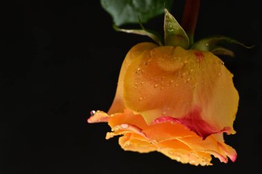 Bir gül çiçeğinin yakın çekimi 