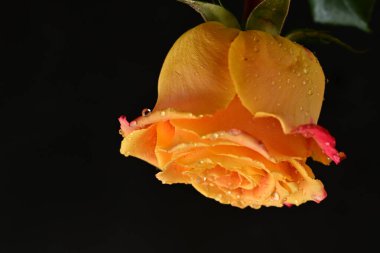 Bir gül çiçeğinin yakın çekimi 