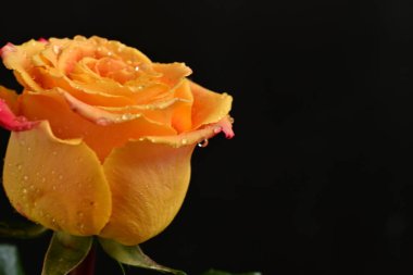 Bir gül çiçeğinin yakın çekimi 