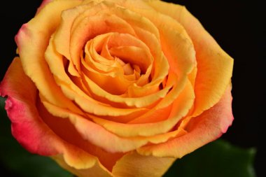 Bir gül çiçeğinin yakın çekimi 