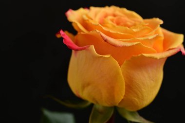 Bir gül çiçeğinin yakın çekimi 