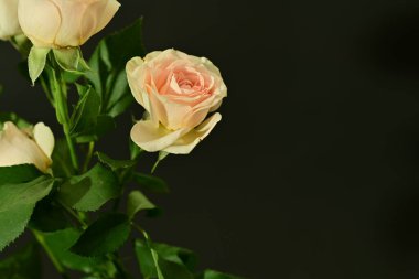 Pembe parlak güller, çiçekler. Stüdyo çekimi