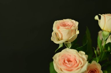 Pembe parlak güller, çiçekler. Stüdyo çekimi