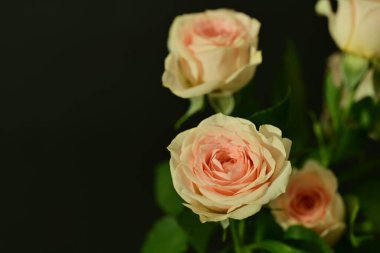 Pembe parlak güller, çiçekler. Stüdyo çekimi